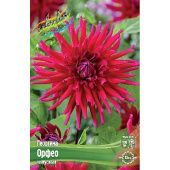 Георгина Орфео 1шт (КолорЛайн)