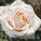 Роза Талея Чайно-гибридная (Садовита)