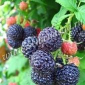 Малина Кумберленд (ПОИСК)