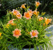 Лилейник гибридный ЭвериДейлили Роуз 1шт (ПОИСК)