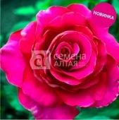 Роза Гасфорта чайно-гибридная (Барнаул)