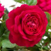 Роза Тесс английская (Сиб сад)