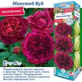 Роза Манстед Вуд английская (Сиб сад)