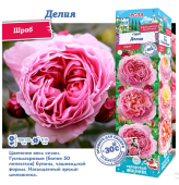 Роза Делия шраб (Сиб сад)