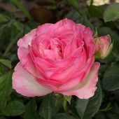 Роза Кэнди Аваланч Чайно-гибридная (Садовита)