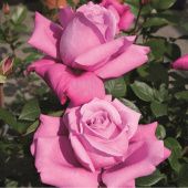 Роза Блю Парфюм чайно-гибридная (Золотая сотка Алтая)