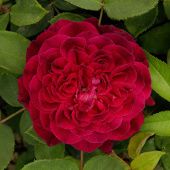 Роза Роз де Решт Парковая (Садовита)