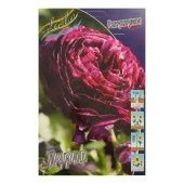 Ранункулюс Пурпл 10шт (КолорЛайн)