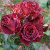 Роза Браун Шугар спрей (Золотая Сотка Алтая)