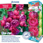 Роза Аскот чайно-гибридная (Сиб сад)