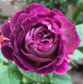 Роза Хаддерсфилд флорибунда (Золотая сотка Алтая)