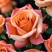 Роза Миракл чайно-гибридная (Золотая сотка Алтая)