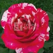 Роза Папагено чайно-гибридная (Барнаул)