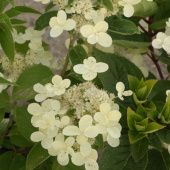 Гортензия метельчатая Прим Вайт (ПОИСК)