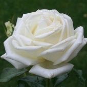 Роза Карен Бликсен чайно-гибридная (Татарстан Розариум)