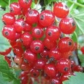 Смородина красная Сахарная (ПОИСК)