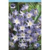 Хиондокса Люцилии 25шт (А)
