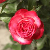 Роза Сафина спрей (Сиберика)