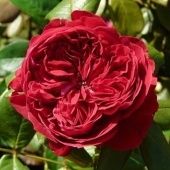 Роза Алан Сушон чайно-гибридная (Садовита)