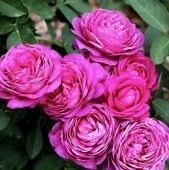 Роза Хайди Клум флорибунда (Татарстан Розариум)