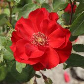 Роза Ротер Корсар Канадская (Шраб) (Садовита)