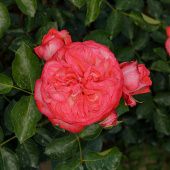 Роза Антик Плетистая (Садовита)