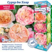 Роза Сурир дю Хавр чайно-гибридная (Сиб Сад)