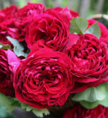 Роза Романтика Вишневая английская (Золотая сотка Алтая)