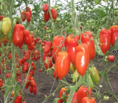 Томат Корнабель F1 3шт (НК)