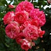 Роза Антике клаймбер-плетистая (Золотая сотка Алтая)