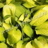 Хоста Форчуна Голд Стандарт (ПОИСК)