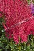 Астильба китайская Хот Перлз (ПОИСК)