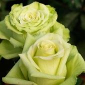 Роза Супер Грин чайно-гибридная (Золотая сотка Алтая)