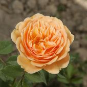 Роза Леди оф Шалот Шраб (Английская) (Садовита)