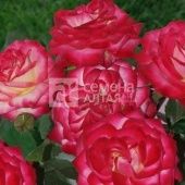 Роза Крейзи Вумен спрей (Барнаул)