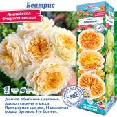 Роза Беатрис английская (Сиб сад)