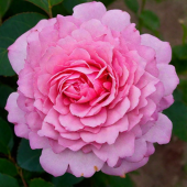 Роза Бьенвеню Плетистая (Садовита)