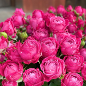 Роза Марвелоус Бэблз спрей (Сиб сад)