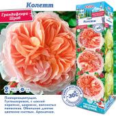 Роза Колетт грандифлора шраб (Сиб сад)