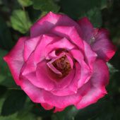 Роза Билона Спрей (Садовита)