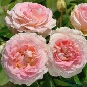 Роза Цезарь плетистая (Садовита)