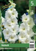 Гладиолус Белый 10шт (КолорЛайн)