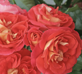 Роза Братья Гримм флорибунда (Сиб сад)