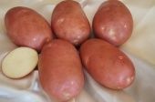 Картофель Аляска Элита красноклубневый среднеспелый сетка 30кг +/- 2% (УК)