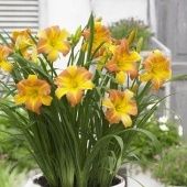 Лилейник гибридный ЭвериДейлили Панч Йеллоу 1шт (ПОИСК)