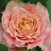 Роза Кантри Спирит Леди чайно-гибридная (Золотая сотка Алтая)