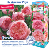 Роза Зе Алнвик Роуз английская (Сиб сад)