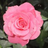 Роза Лавиния Плетистая (Садовита)