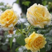 Роза Сирано дэ Бержерак клаймбер (Золотая сотка Алтая)