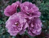 Роза Лавендер Кристалл миниатюрная (Золотая сотка Алтая)